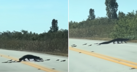 Increíble: Madre caimán atraviesa carretera con sus crías en el Everglades Holiday Park de Florida