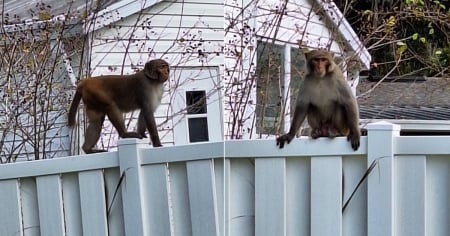 Advierten sobre monos deambulando por zonas residenciales de Florida: ¡No los alimenten ni se acerquen!