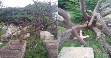 Árbol lleva más de un mes sobre tumbas en cementerio de Holguín: “Si los vivos no les importa, imagínate los muertos”