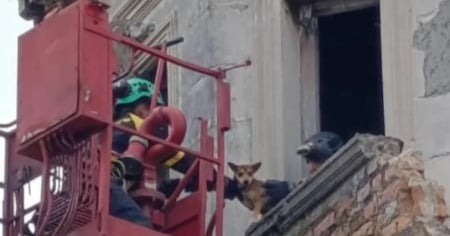 Bomberos rescatan a dos perritos de un derrumbe en La Habana 