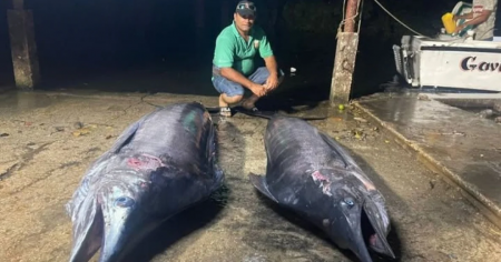 Pescador cubano sorprende al mostrar dos enormes casteros capturados en La Habana