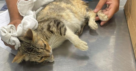 “¡Estoy indignada!”: Animalista acusa a clínica de negar cirugía a gata en estado crítico en La Habana
