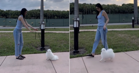 "Mamá orgullosa": Daniela Reyes muestra los avances de su perrita Coffee en su primera sesión de entrenamiento