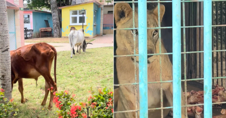 "Los animales se están muriendo de hambre": Cubana muestra estado de zoológico en Matanzas y las redes estallan