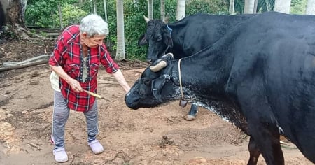 Seguridad del Estado vuelve a robar animales a madre de Ariel y Omara Ruiz Urquiola en Viñales