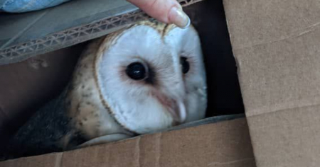 Muere lechuza rescatada de venta ilegal en Cuba: Animalistas denuncian tráfico de fauna silvestre