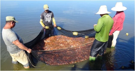 Sancti Spíritus captura más pescado, pero los platos siguen vacíos