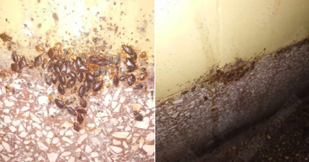 Plaga de chinches se extiende en Artemisa, mientras las autoridades restan importancia al problema