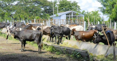 Ganaderos en Las Tunas sin comida para los animales, con impagos y a merced de los ladrones