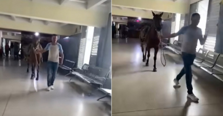 Insólito: Un caballo se pasea dentro de un hospital en Sagua la Grande