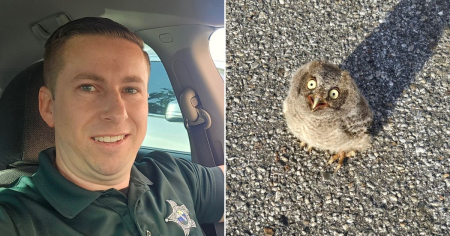 Detective actúa rápido para salvar a un búho bebé en peligro en Florida