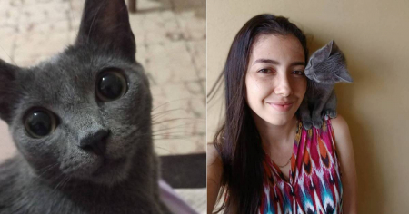Crueldad impune en Mayarí: Dueña de gatica asesinada ahora enfrenta cargos por denunciar