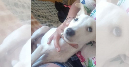 Organización animalista alerta sobre brutal caso de crueldad contra un cachorro en La Habana