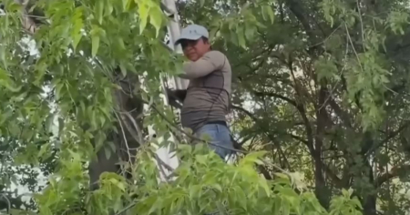 Inmigrante pasa más de ocho horas en un árbol para evitar ser arrestado por ICE