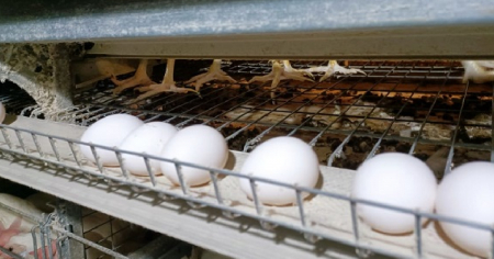 Producción de huevos cayó de 120 millones a sólo 16 millones en Ciego de Ávila en menos de una década