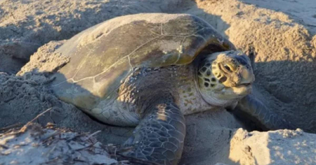 Comienza temporada de anidación de tortugas marinas en Florida: Piden no interferir con los nidos
