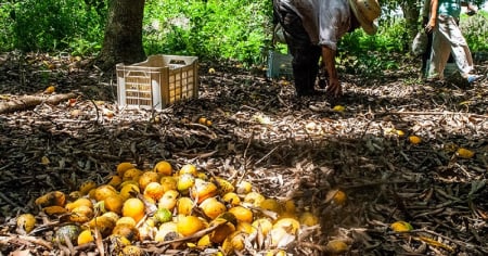 Autoridades de Granma no saben qué harán con tanto mango: En riesgo miles de toneladas de próxima cosecha