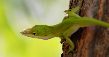 Científicos identifican una nueva especie de lagarto en oriente de Cuba