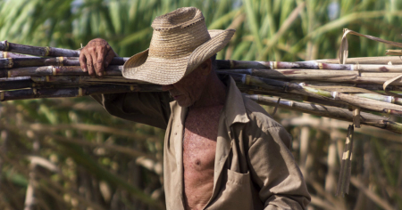 Zafra azucarera cubana de 2025 confirma colapso estructural de un sector antaño estratégico