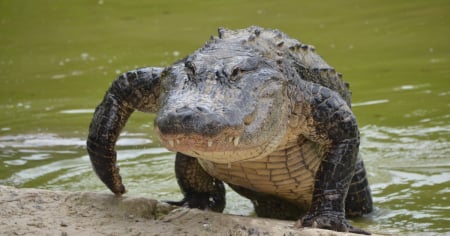 ¿Por qué atacan los caimanes en Florida? Un nuevo estudio revela la causa más común
