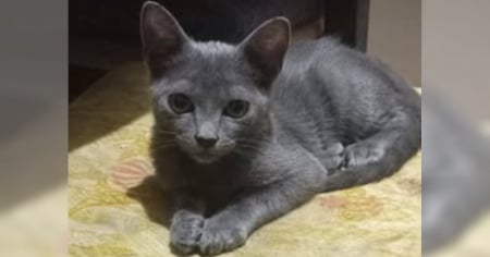 Multan con 1,500 pesos a vecino que mató a gata en Holguín; animalistas reaccionan