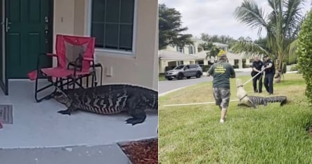 Video del insólito momento en que un caimán parece “llamar” a la puerta de una casa en Florida