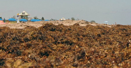 Miami-Dade le declara la guerra al alga sargazo en sus playas