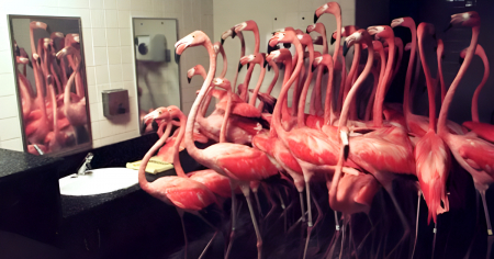 ¿Cómo se convirtieron los flamencos en símbolo de Miami?