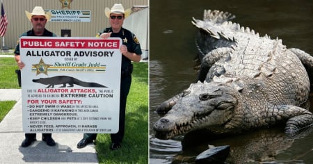 Florida: Autoridades alertan por presencia peligrosa de caimanes en Tiger Creek
