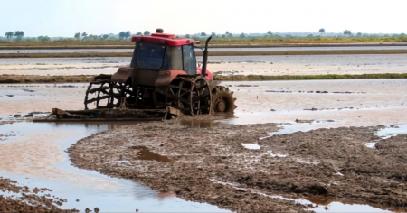 Cuba y Vietnam impulsan siembra de arroz en Pinar del Río