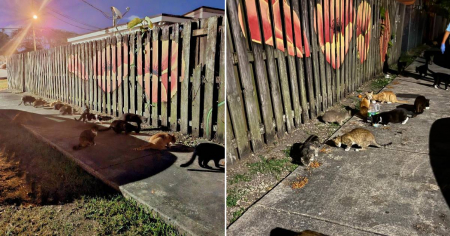 Animalistas en Miami-Dade se oponen a ordenanza que prohíbe alimentar animales callejeros