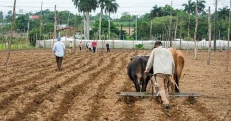 Siembra de primavera en Pinar del Río: sin semillas, combustible ni fertilizantes