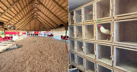 Desmantelan amplia red de peleas de gallos en Miami-Dade: Todo empezó con un altercado