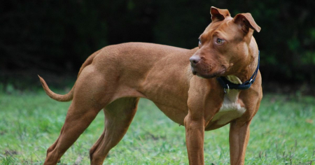 ¡Multas de hasta mil dólares! Florida aprueba dura ley para dueños de perros agresivos
