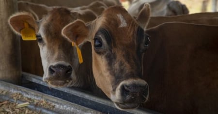 Capturan a secuestrador de vacas en Holguín