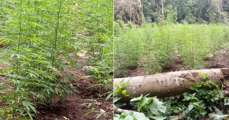 Detienen a varias personas por gran plantación de marihuana en Santiago de Cuba