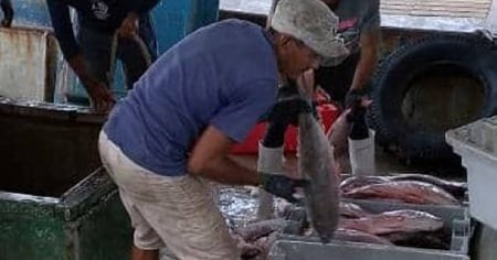 Apagones y falta de hielo hunden la pesca del pargo en Niquero, Granma