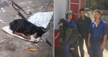 “Estaba sin agua ni comida”: Bomberos salvan a perrita abandonada en Guantánamo y reciben emotivo mensaje