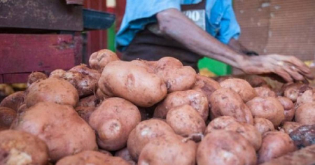 Cosecha de papa en Villa Clara termina en fiasco: rendimientos por el piso y caos en los precios