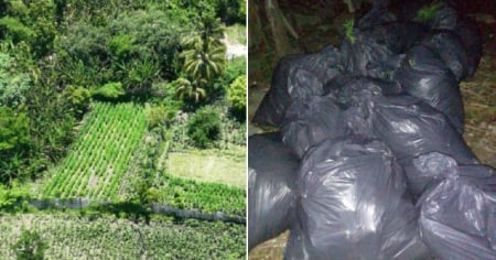 Detienen a cubano con más de 2,000 plantas de marihuana en Santiago de Cuba