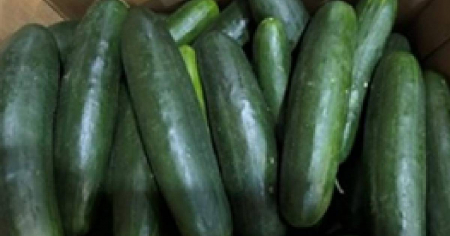 Pepinos de Florida causan hospitalizaciones por salmonela; es el segundo brote en dos años