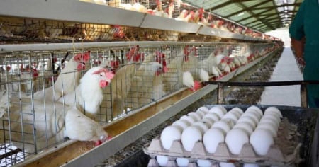 Huevos cooperados: El nuevo experimento para reanimar la producción avícola en Sancti Spíritus