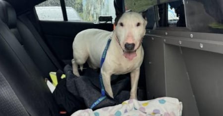 Florida endurecerá castigo por maltrato animal en huracanes: DeSantis firmará ley inspirada en caso Trooper