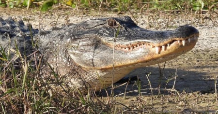 ¡Increíble! Hombre sobrevive a ataque de caimán y luego intenta desarmar a la policía en Florida