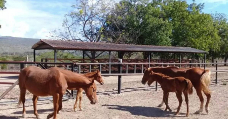 Le salió mal el atraco: Robó un caballo, golpeó al dueño y terminó preso en Matanzas