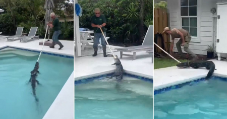 Caimán “invitado sorpresa” convierte una tarde familiar en una emergencia en Florida