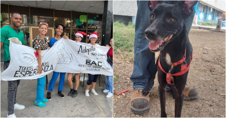 Activistas anuncian iniciativa “sin fronteras” para proteger a los animales en Cuba