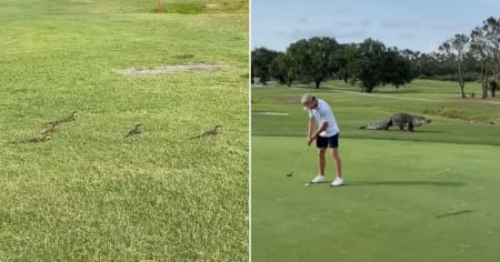 ¡Sólo en Florida! Golfistas se topan con cría de caimanes en pleno campo