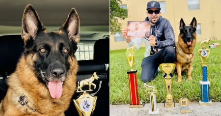 Pastor alemán cubana arrasa en Miami: Skaye gana tres primeros premios en competencia de utilidad canina