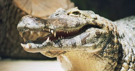 Drogas, armas y un caimán que devoraba animales: Espeluznante hallazgo en casa de Jacksonville, Florida
